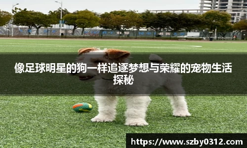 像足球明星的狗一样追逐梦想与荣耀的宠物生活探秘